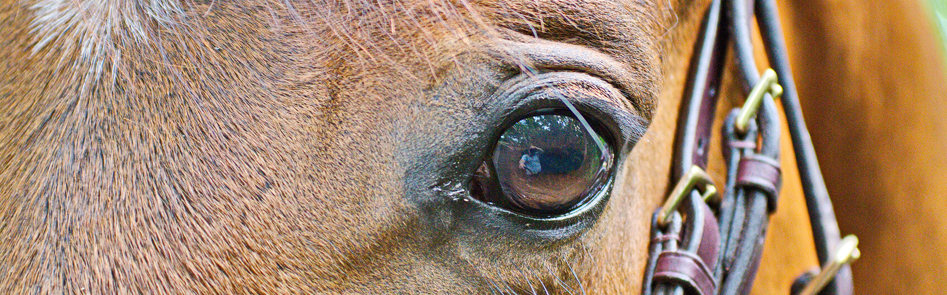 horsevet-thy-oejenlidelse-close-topslide.jpg