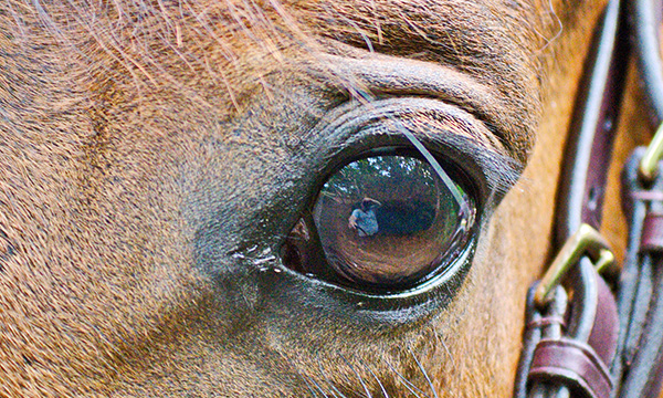 horsevet-thy-oejenlidelse-close-quicklink.jpg
