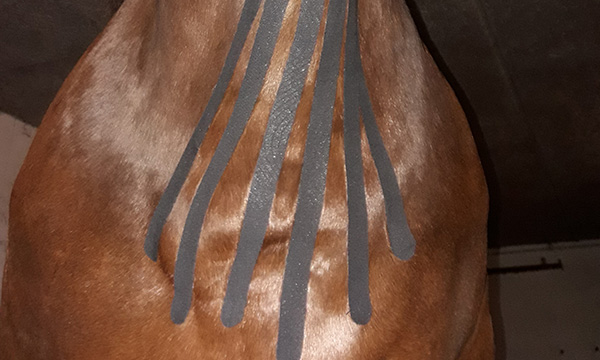 horsevet-thy-kinesiotape-quicklink.jpg